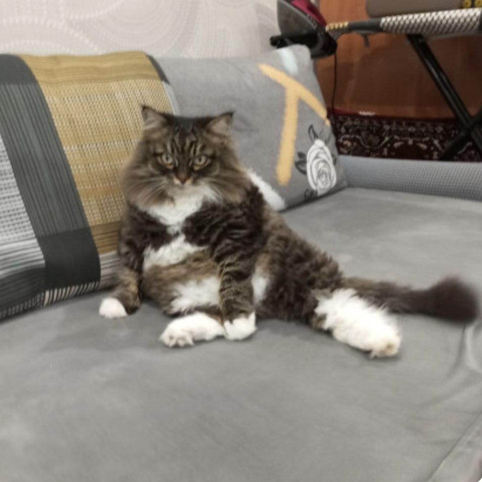 Фото Новосибирские коты борются за годовой запас корма. Фотоподборка 9