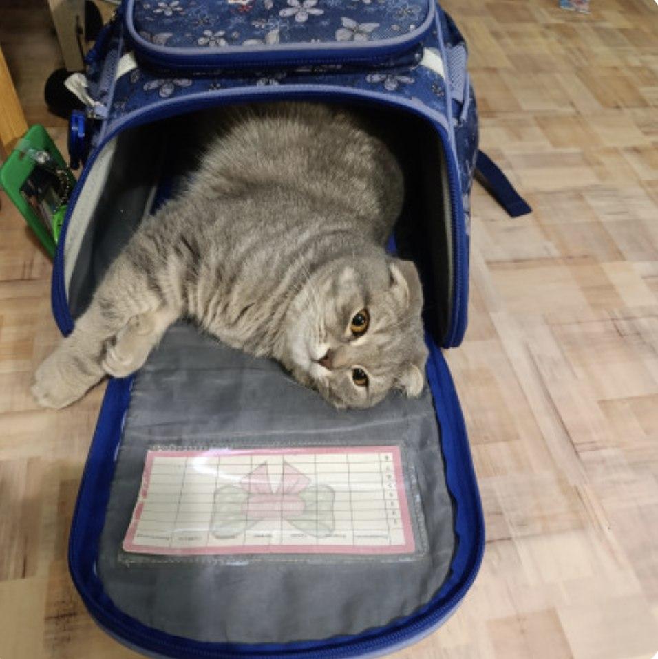 Фото Опубликованы кадры смешных котов новосибирцев 2