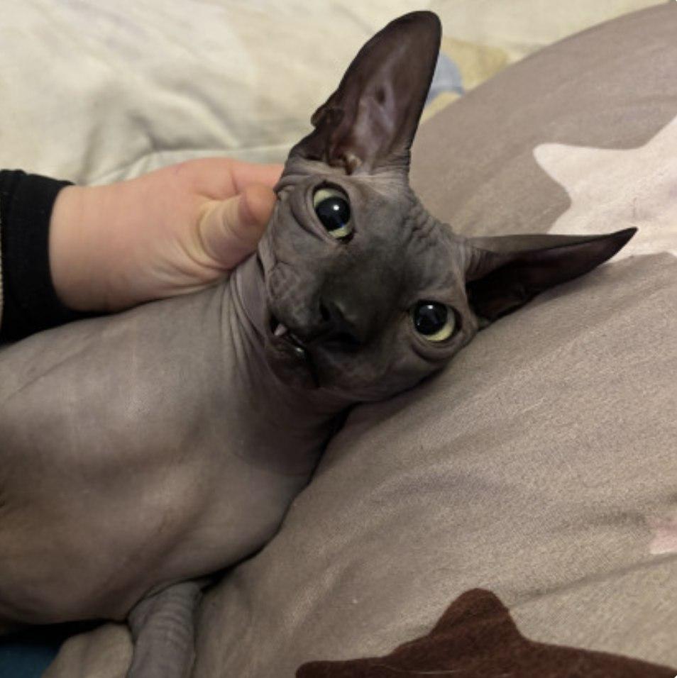 Фото Опубликованы кадры смешных котов новосибирцев 3