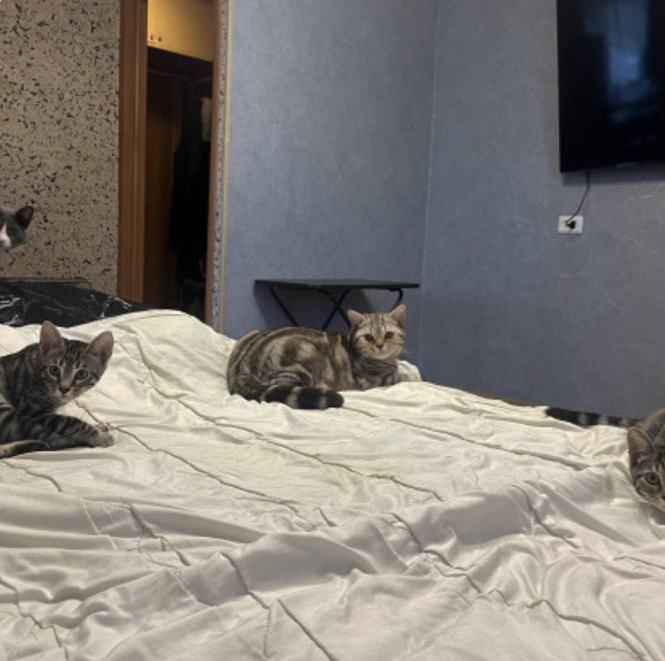 Фото Опубликованы кадры смешных котов новосибирцев 7