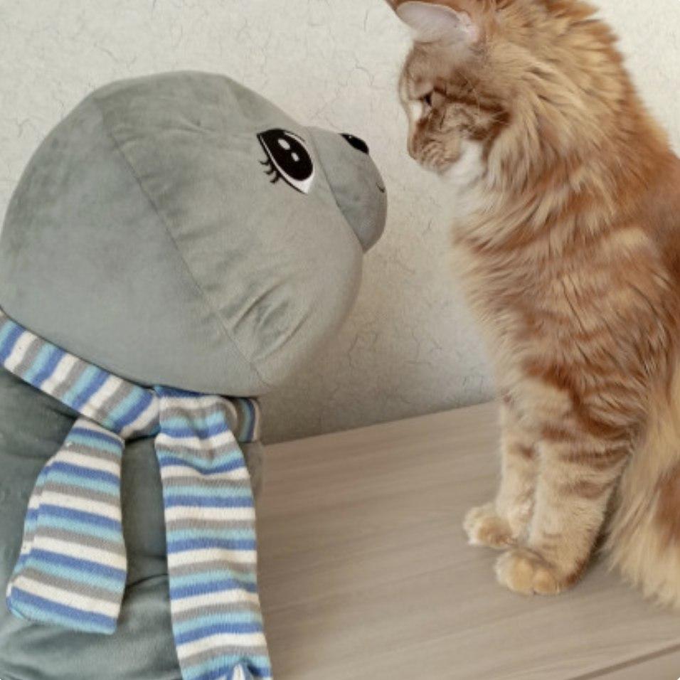 Фото Опубликованы кадры смешных котов новосибирцев 4