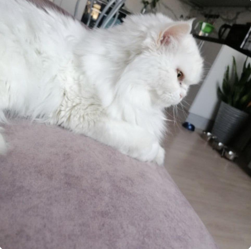 Фото Опубликованы кадры смешных котов новосибирцев 5