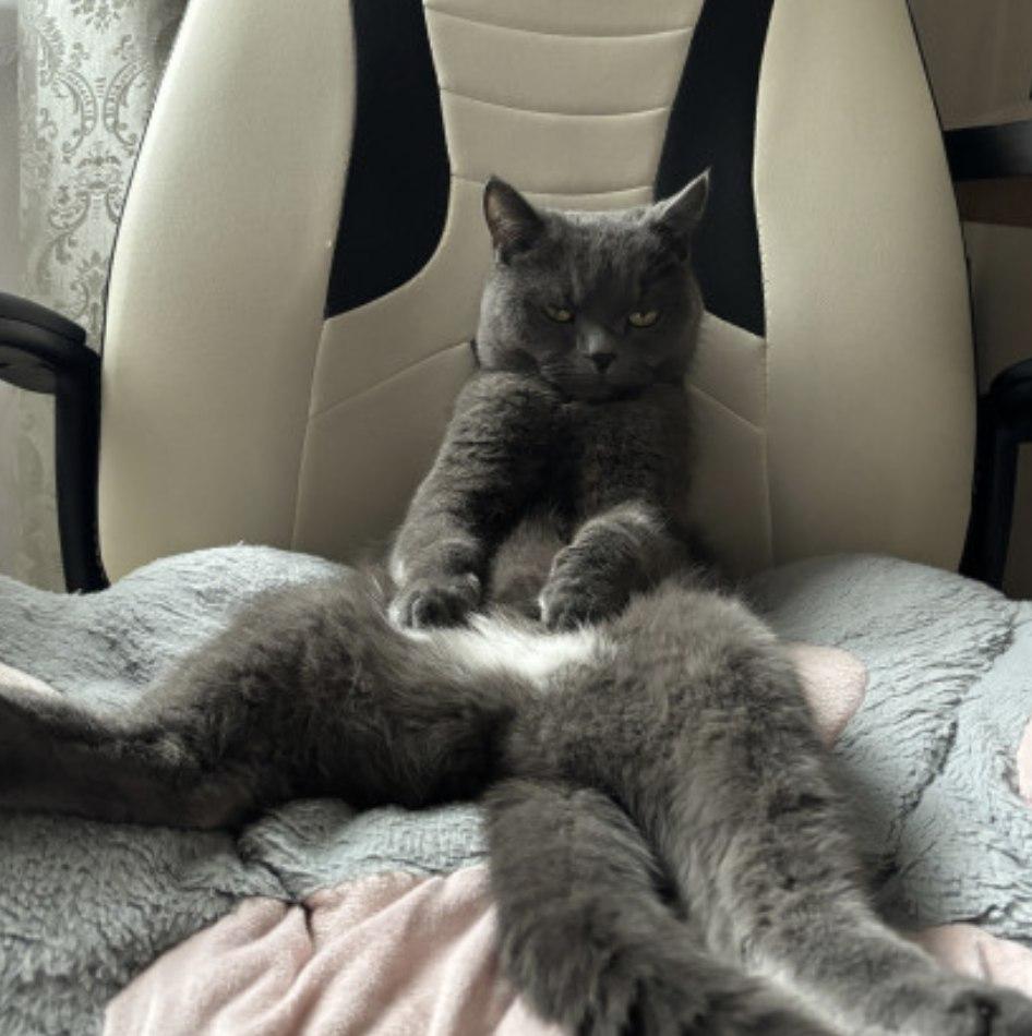 Фото Опубликованы кадры смешных котов новосибирцев 9