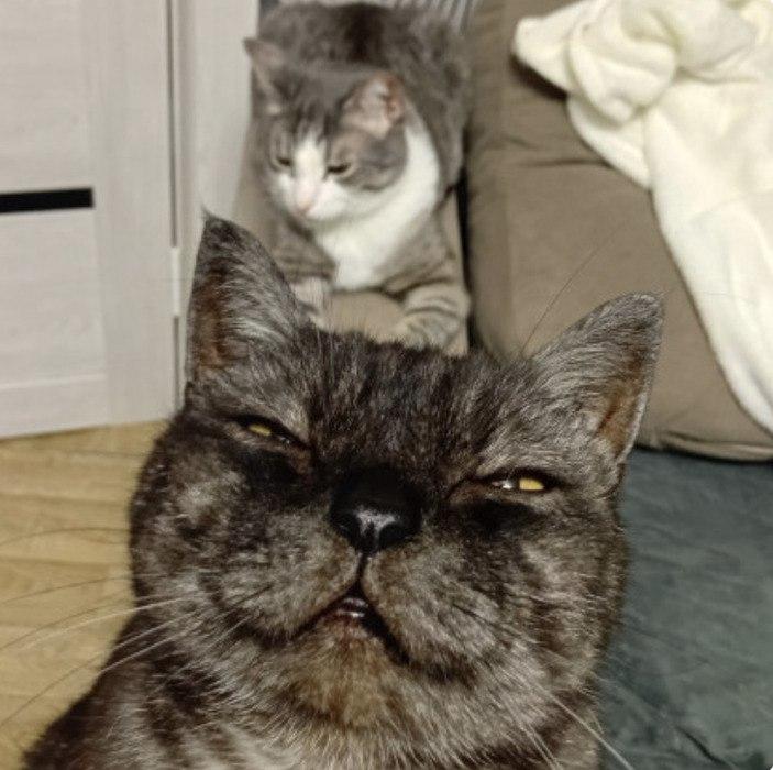 Фото Усатые звезды Новосибирска: горожане показали своих любимцев к Дню кошек 2