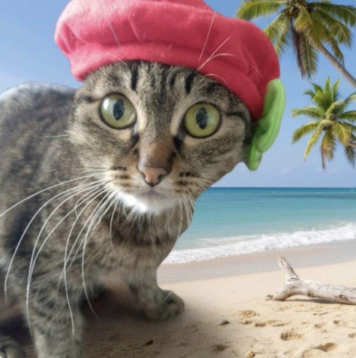 Фото Усатые звезды Новосибирска: горожане показали своих любимцев к Дню кошек 3