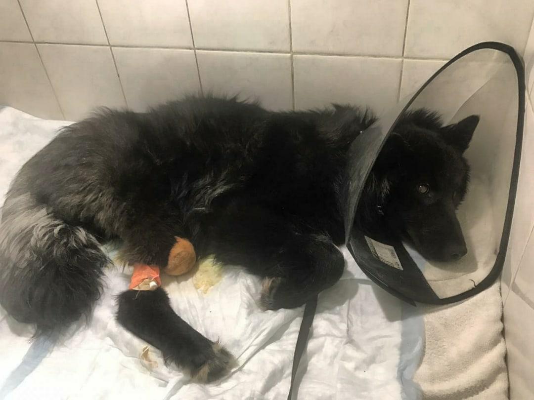 Фото Барон должен ходить: новосибирский врач пообещал поднять на ноги искалеченного в Томске пса 3