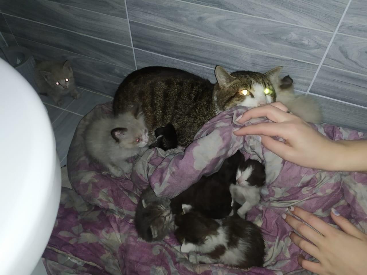 Фото Кот-погорелец в Новосибирске выходил семерых котят: куда делась кошка и почему хозяева отреклись от усатого семейства 2