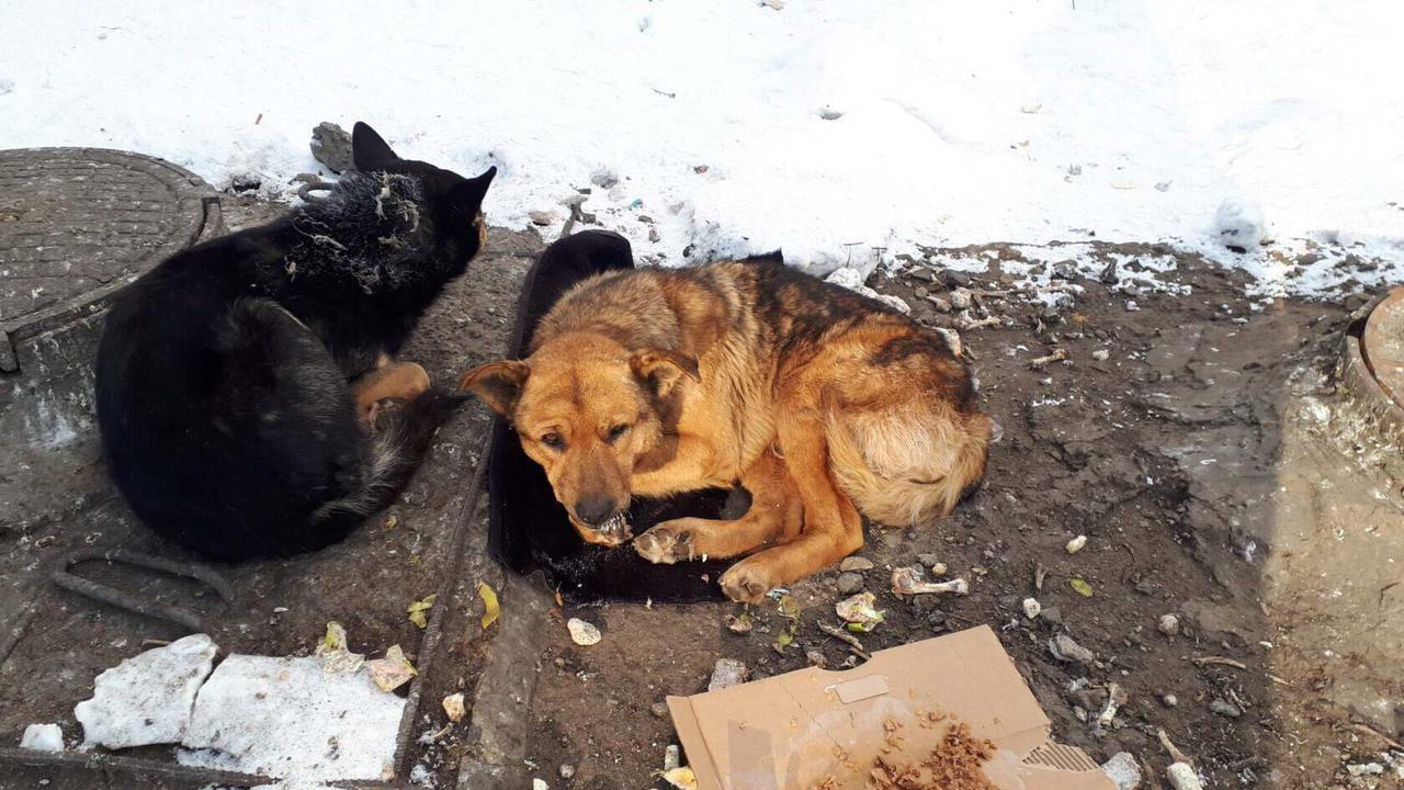Фото Две бездомные собаки замерзают в Ленинском районе Новосибирска 2