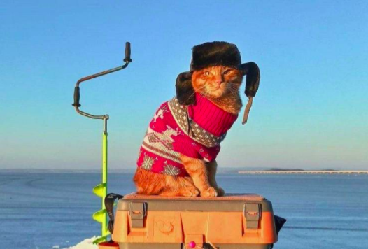 кот на зимней рыбалке