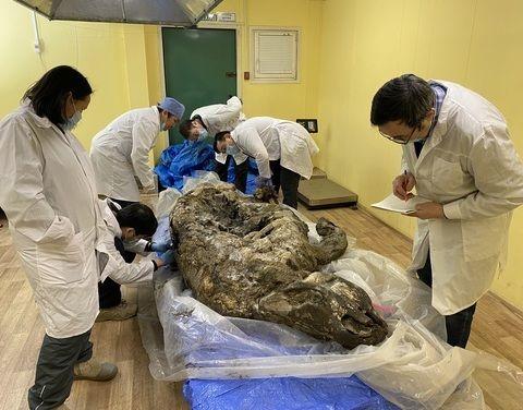 Фото Волосатого носорога откопали в Якутии спустя 50 тысяч лет 2