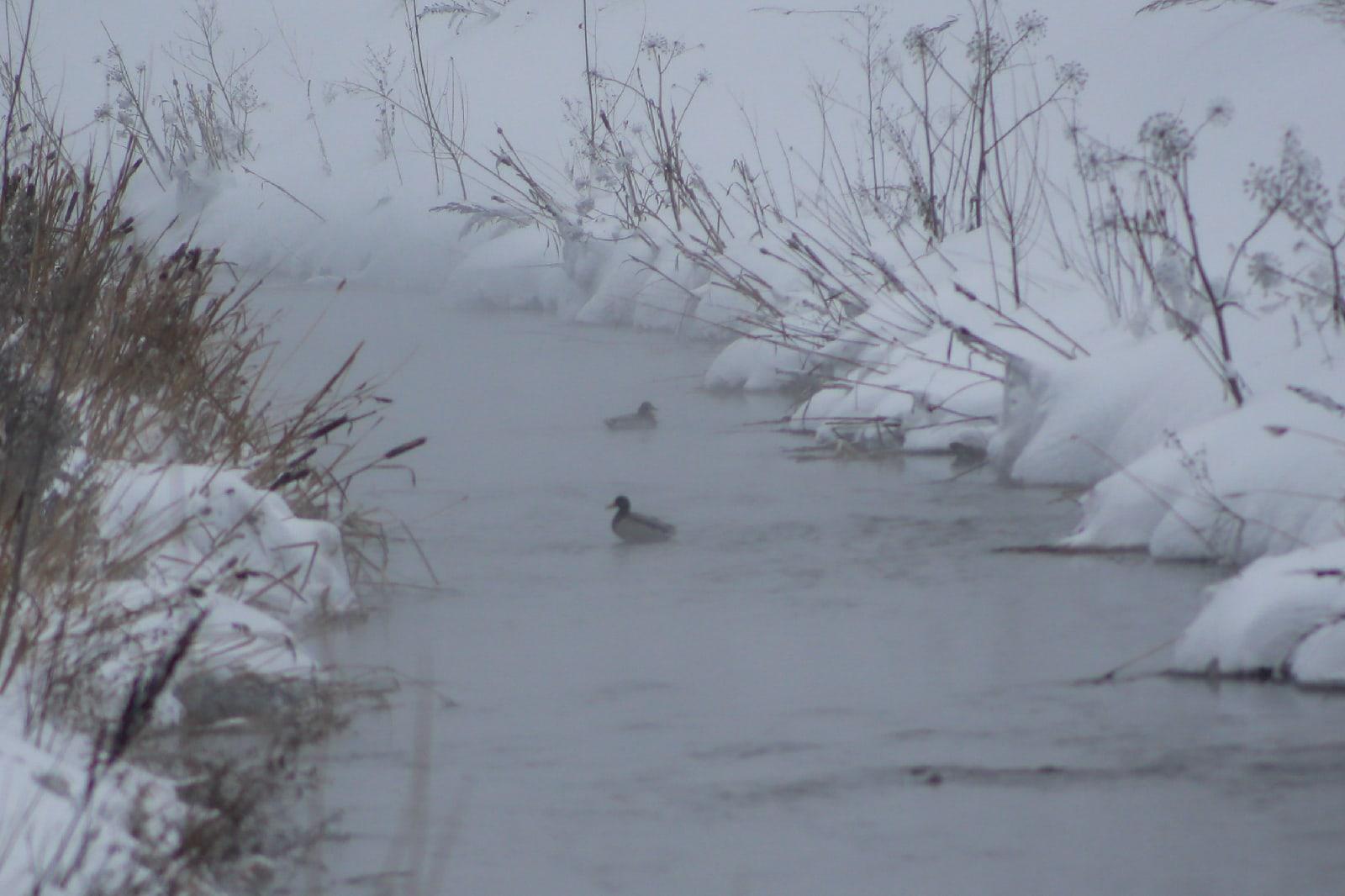 Фото Крылатые моржихи: полюбившиеся новосибирцам утки выжили после лютых морозов 2
