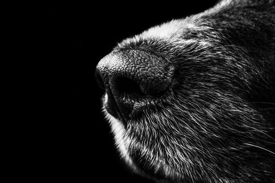 Фото Живодеры, которых не судят: отрубленные лапы и вспоротые животы – истории о жестокости новосибирцев к животным 3
