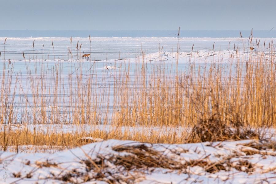 Фото Фотограф удачно поймал в кадр гуляющих по льду лисиц – фото 3