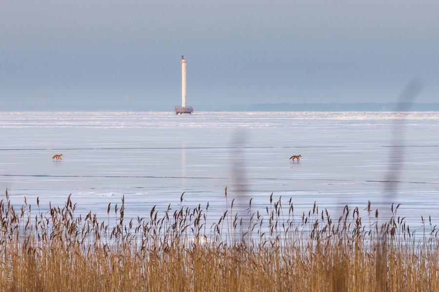 Фото Фотограф удачно поймал в кадр гуляющих по льду лисиц – фото 2