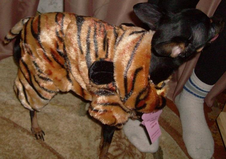 Фото «Подчеркнуть усатость морды»: зачем собакам и кошкам шьют смокинги и во сколько обходится гардероб для питомцев 7