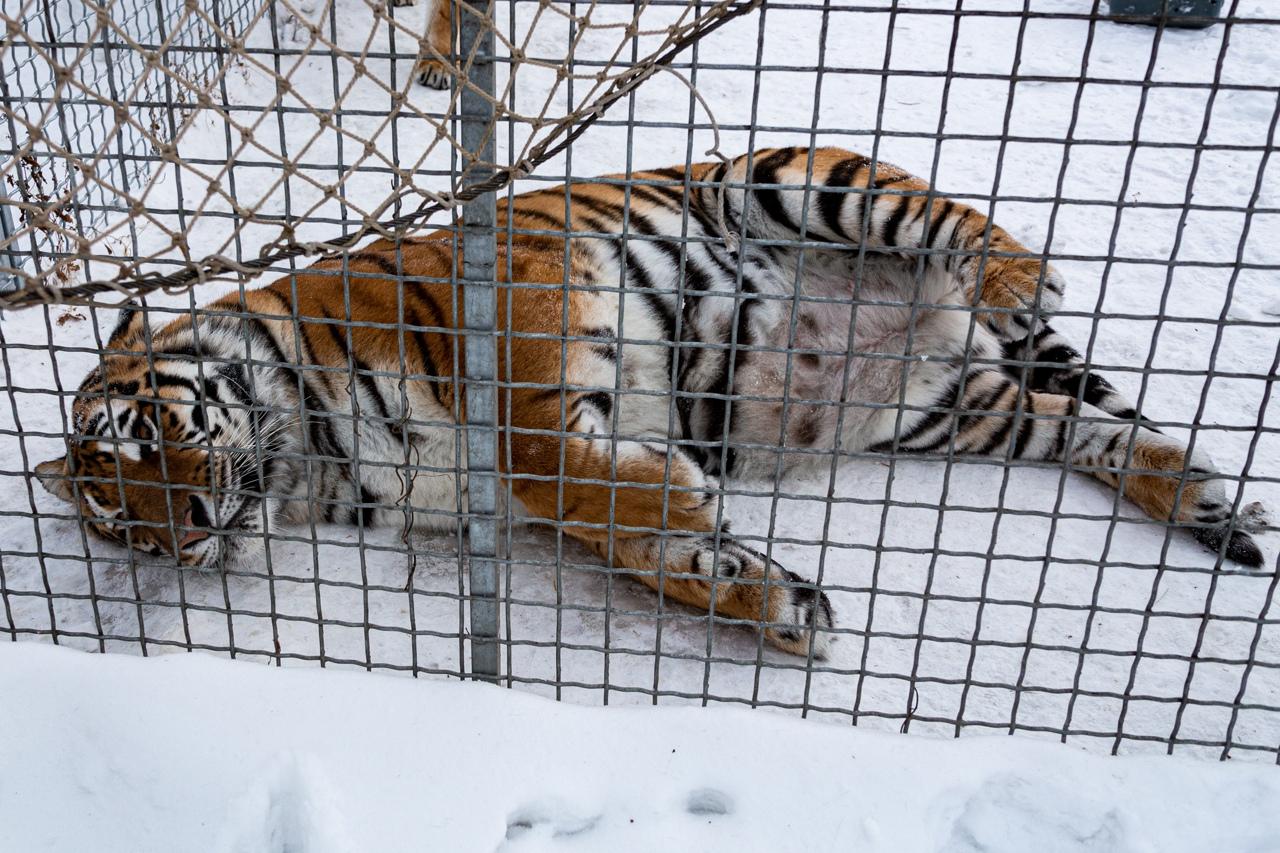 Фото «Глазки в кучу и фыр-фыр»: хозяева приюта для тигров в Новосибирске рассказали, как влюбляются большие кошки и чем угощаются на Новый год 2