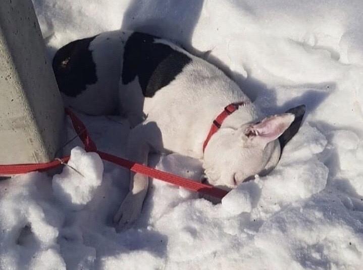 Фото «Умирала с надеждой в глазах»: делом замёрзшей насмерть собаки в Новосибирске занялись полицейские 2