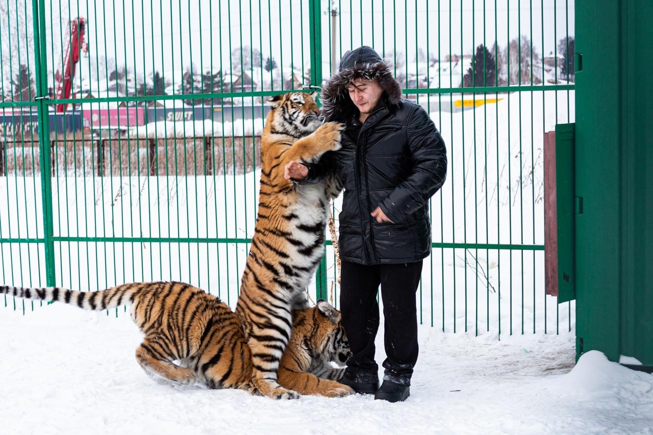 Фото «Глазки в кучу и фыр-фыр»: хозяева приюта для тигров в Новосибирске рассказали, как влюбляются большие кошки и чем угощаются на Новый год 3
