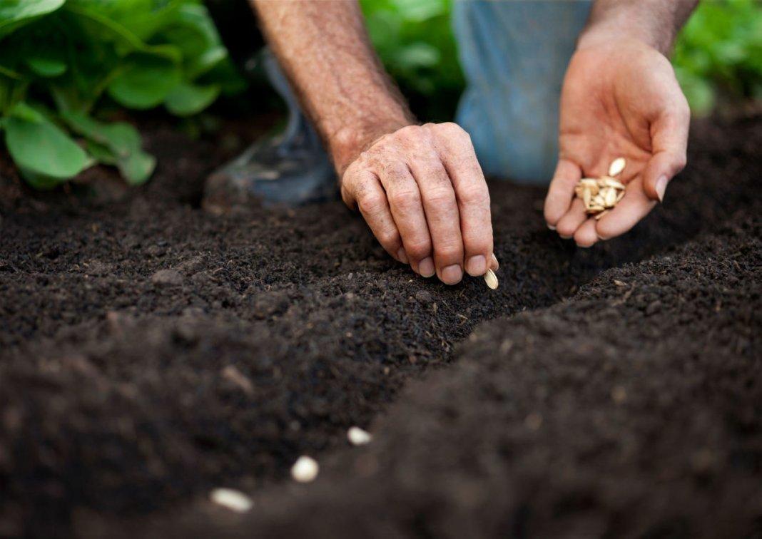 Фото Перцы на подоконнике в феврале: агроном дала советы огородникам для феерического урожая 2