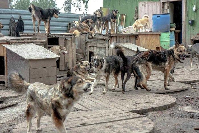 Фото Злая стая: новосибирские зоозащитники – о том, почему стерилизация не «лечит» агрессивных собак и как спасти детей от нападения дворняг 4