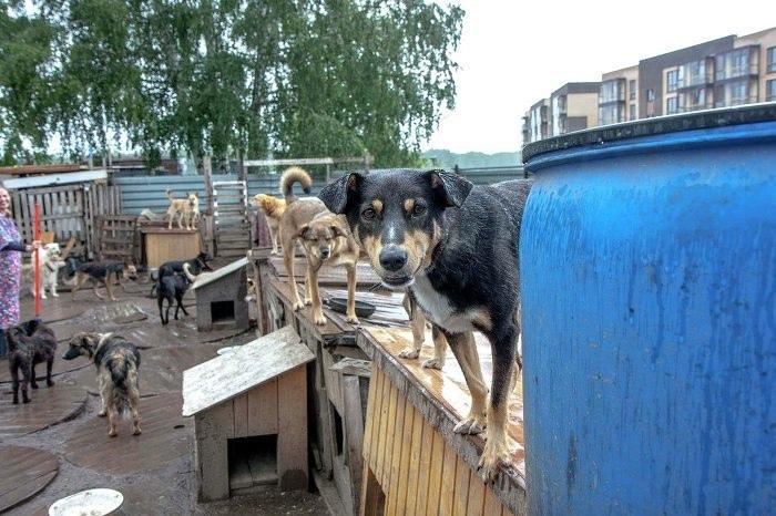 Фото Злая стая: новосибирские зоозащитники – о том, почему стерилизация не «лечит» агрессивных собак и как спасти детей от нападения дворняг 3