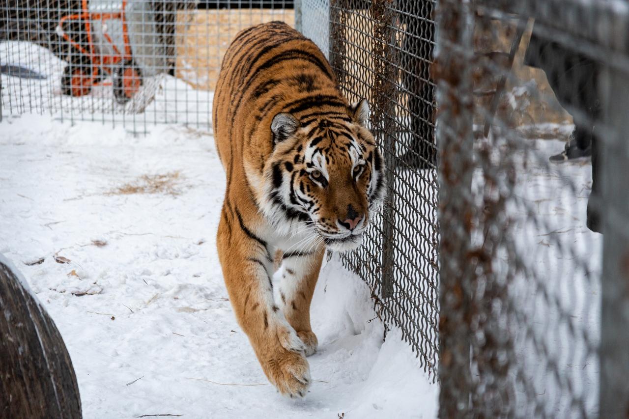 Фото «Глазки в кучу и фыр-фыр»: хозяева приюта для тигров в Новосибирске рассказали, как влюбляются большие кошки и чем угощаются на Новый год 4