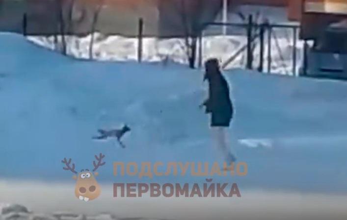Фото В Новосибирске живодёрка избила собаку во время прогулки 2