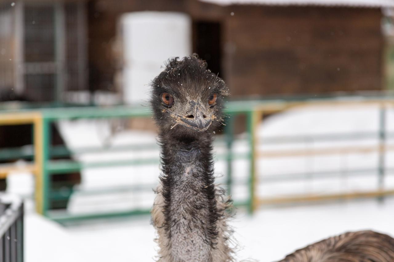 Фото В Новосибирске контактный зоопарк показал жизнь своих питомцев зимой 4