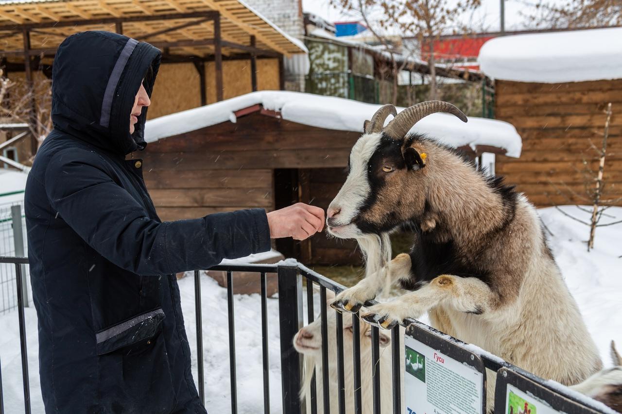 Фото В Новосибирске контактный зоопарк показал жизнь своих питомцев зимой 5