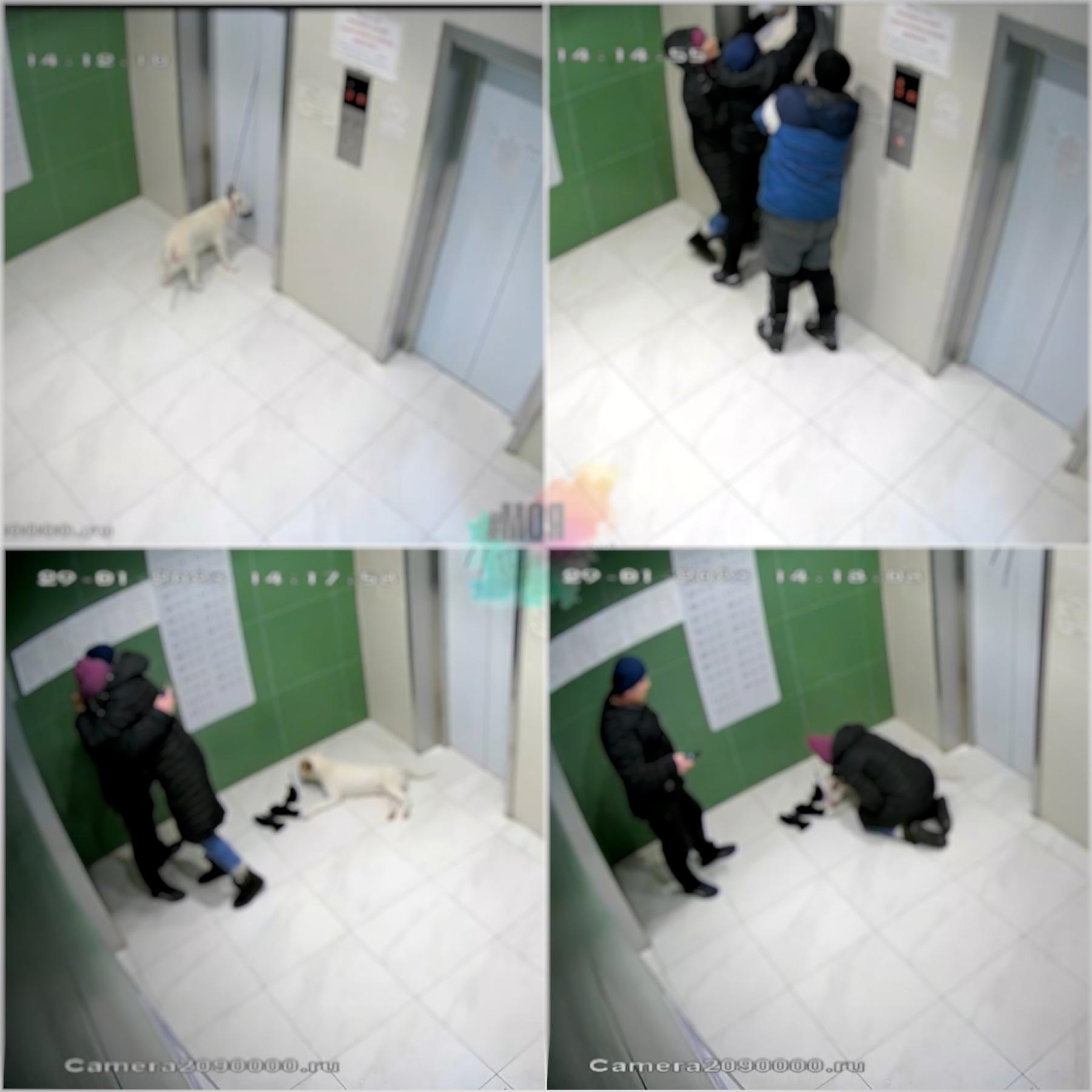 Фото В Новосибирске спасли собаку от удушения в лифте 2