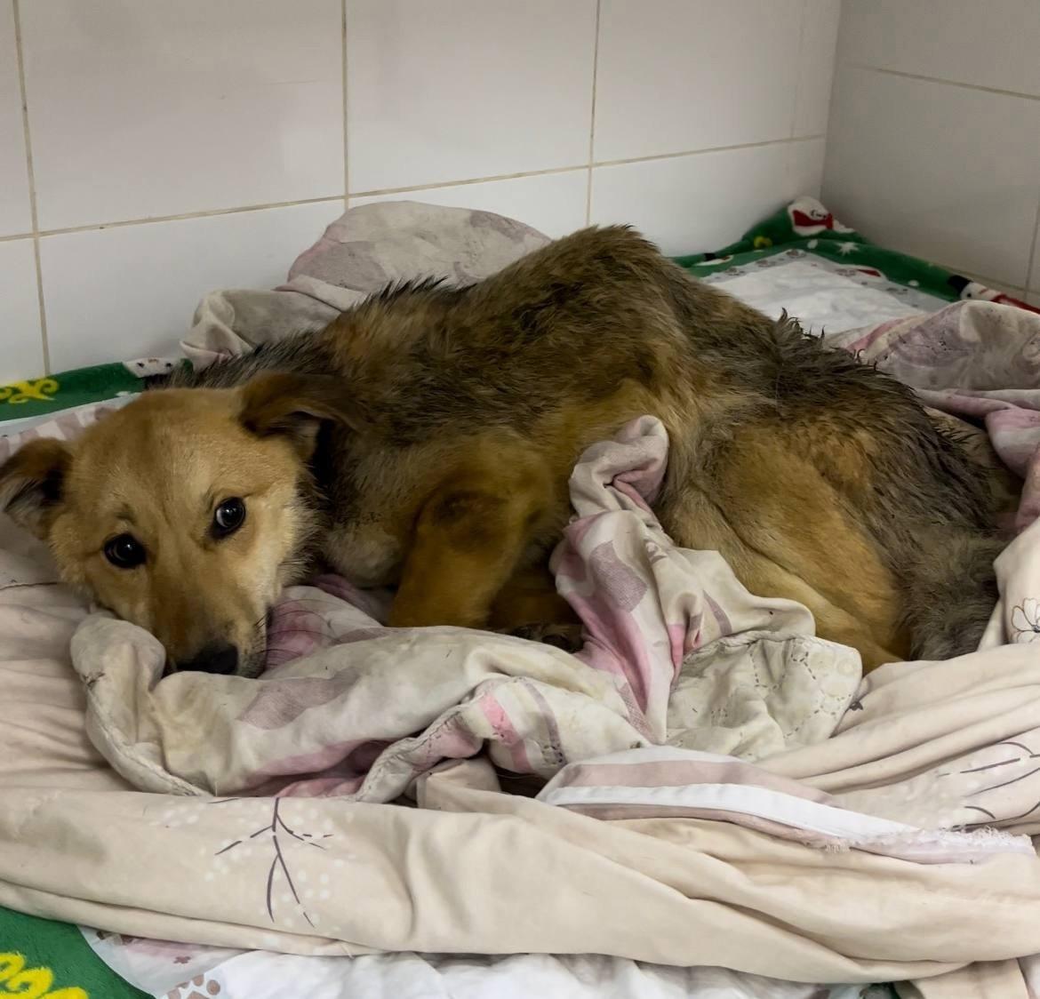 Фото Волонтеры спасли собаку со сломанным позвоночником на трассе под Новосибирском 2