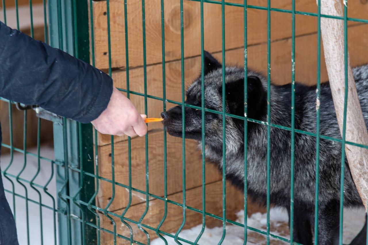 Фото В Новосибирске контактный зоопарк показал жизнь своих питомцев зимой 19