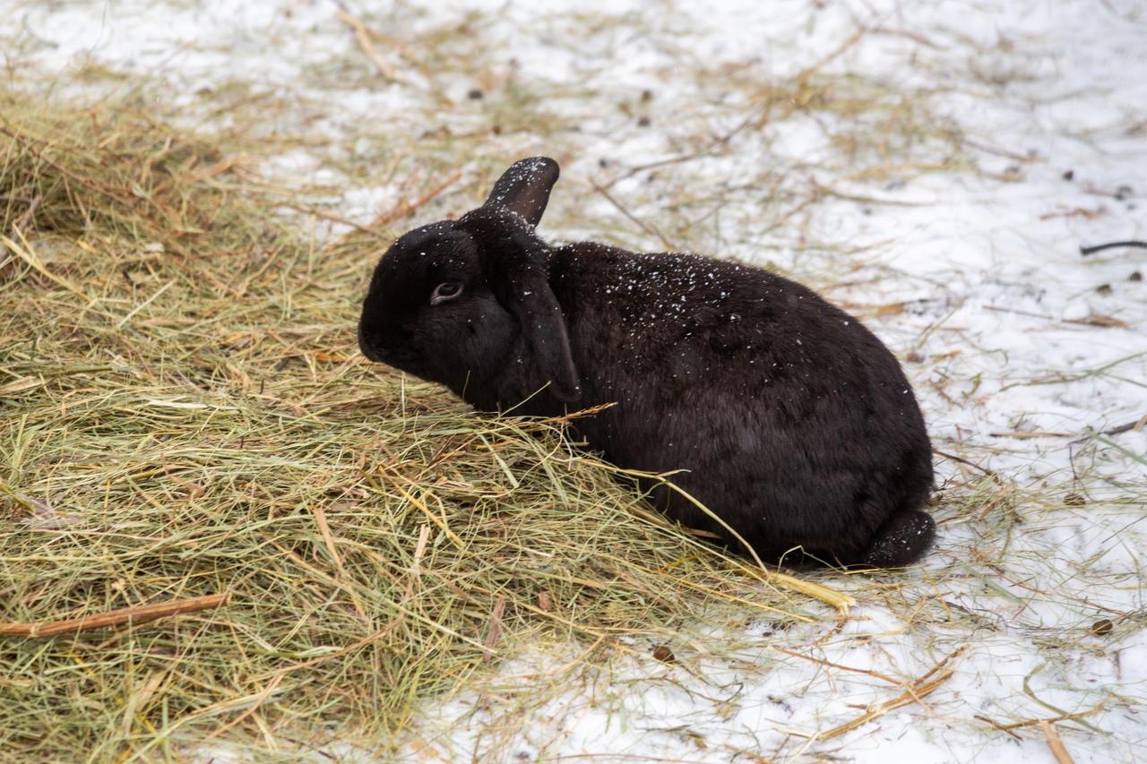 Фото В Новосибирске контактный зоопарк показал жизнь своих питомцев зимой 11