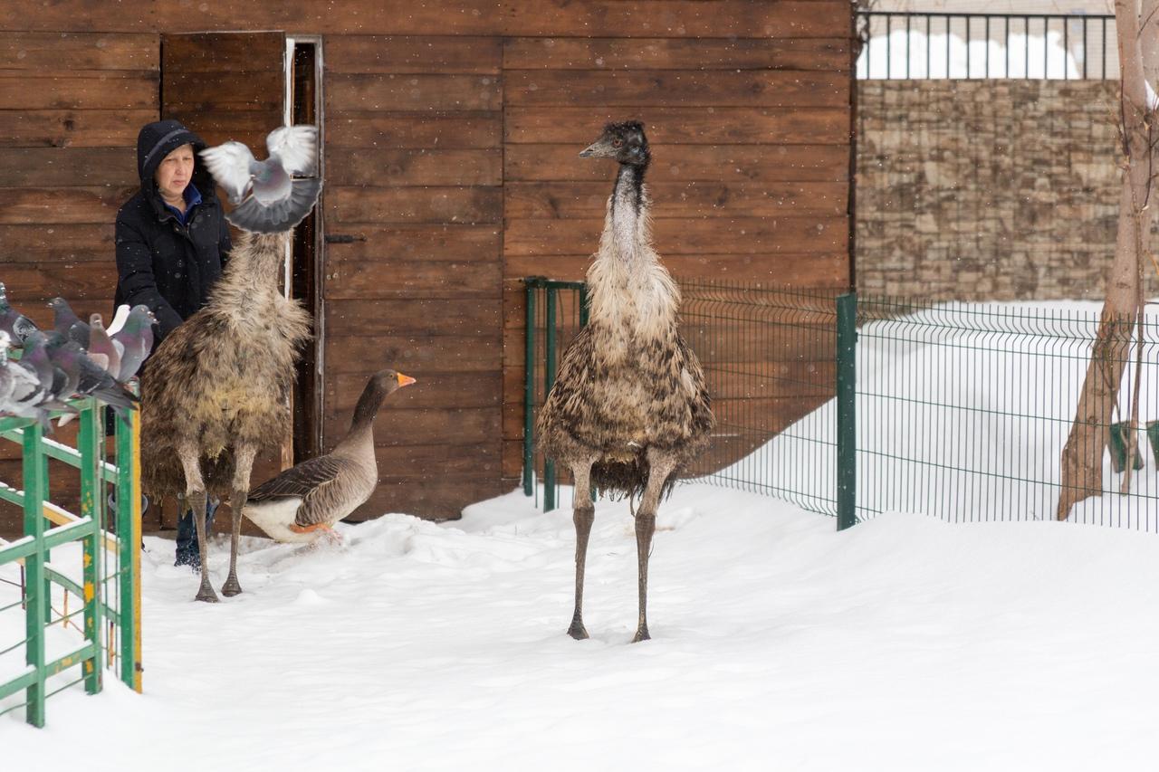 Фото В Новосибирске контактный зоопарк показал жизнь своих питомцев зимой 2