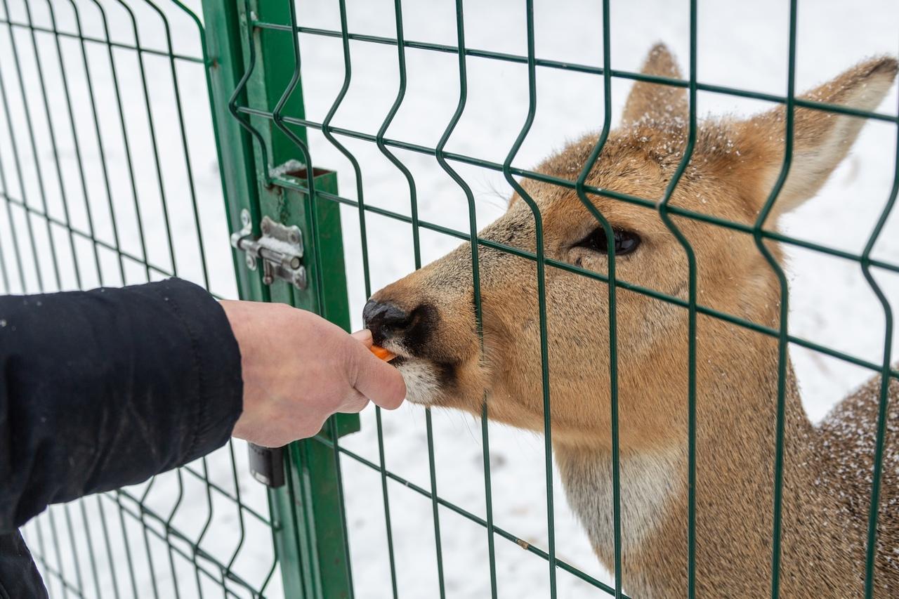 Фото В Новосибирске контактный зоопарк показал жизнь своих питомцев зимой 9