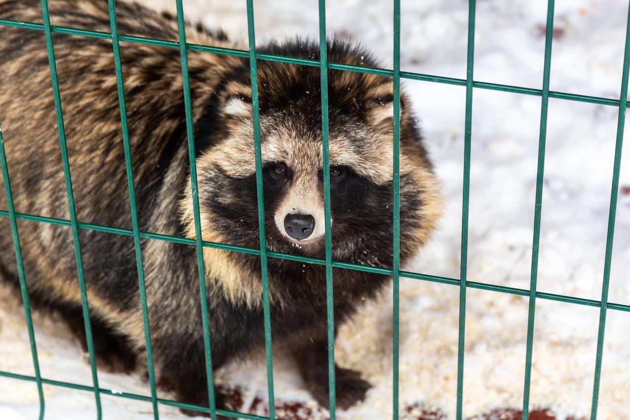 Фото В Новосибирске контактный зоопарк показал жизнь своих питомцев зимой 13