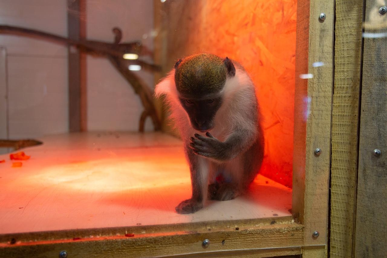 Фото В Новосибирске контактный зоопарк показал жизнь своих питомцев зимой 21