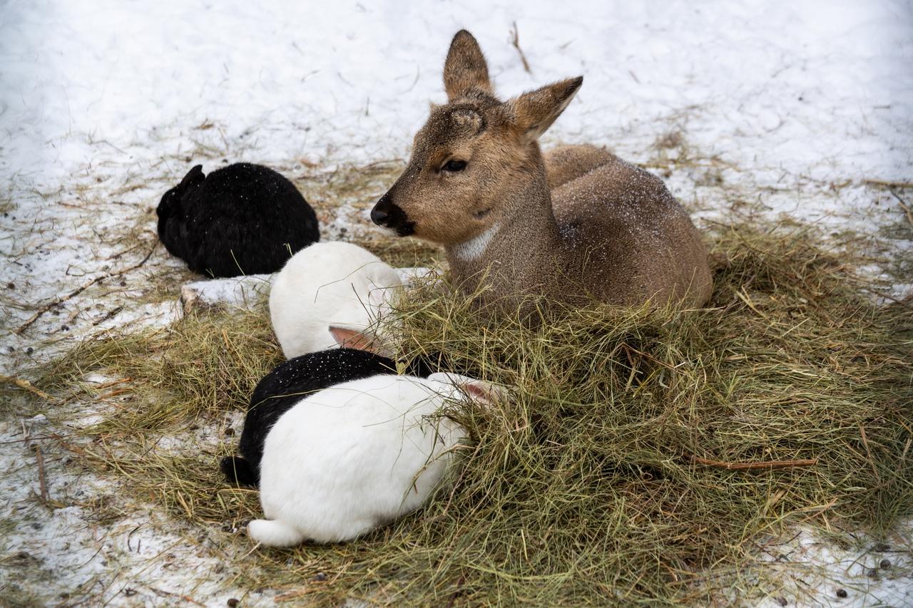 Фото В Новосибирске контактный зоопарк показал жизнь своих питомцев зимой 10
