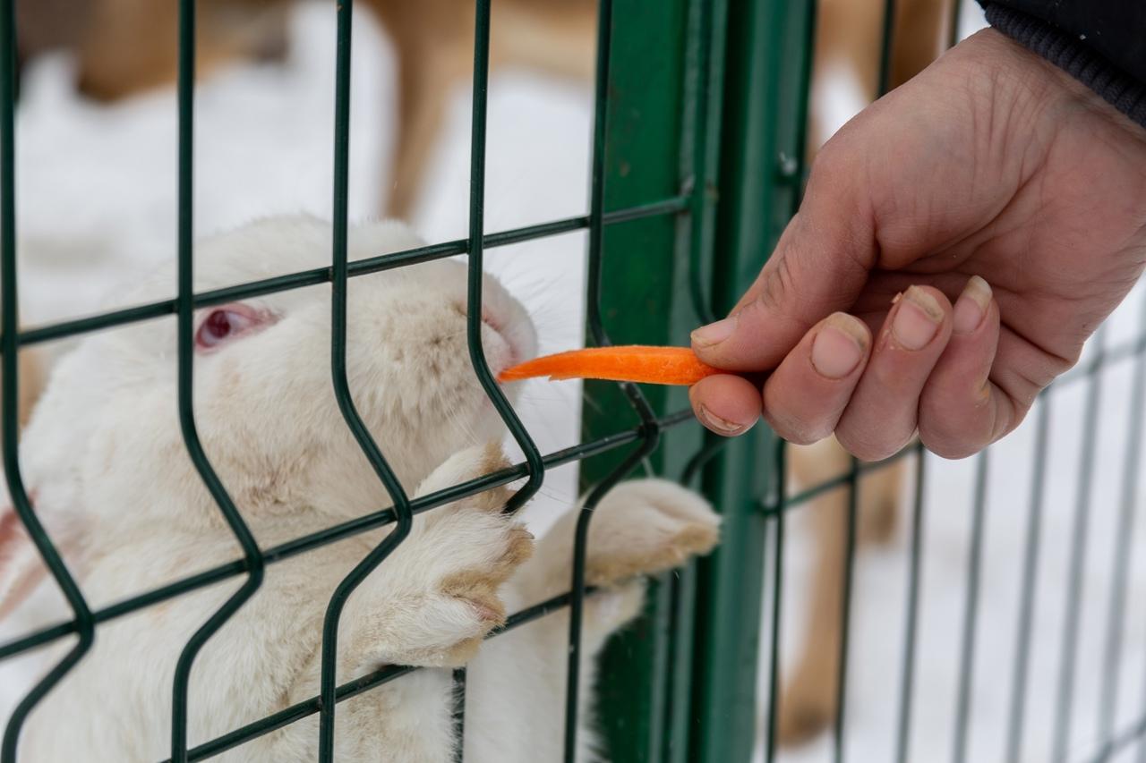 Фото В Новосибирске контактный зоопарк показал жизнь своих питомцев зимой 12