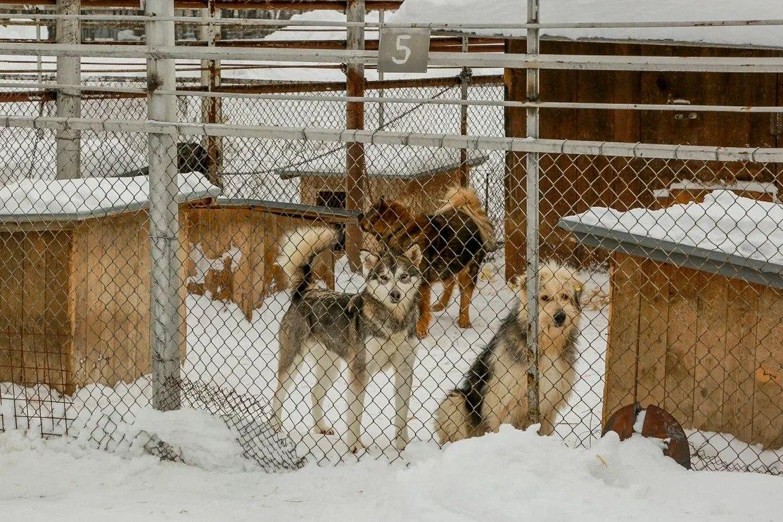 Фото Жители Новосибирска забрали пять собак из приюта Академгородка 3