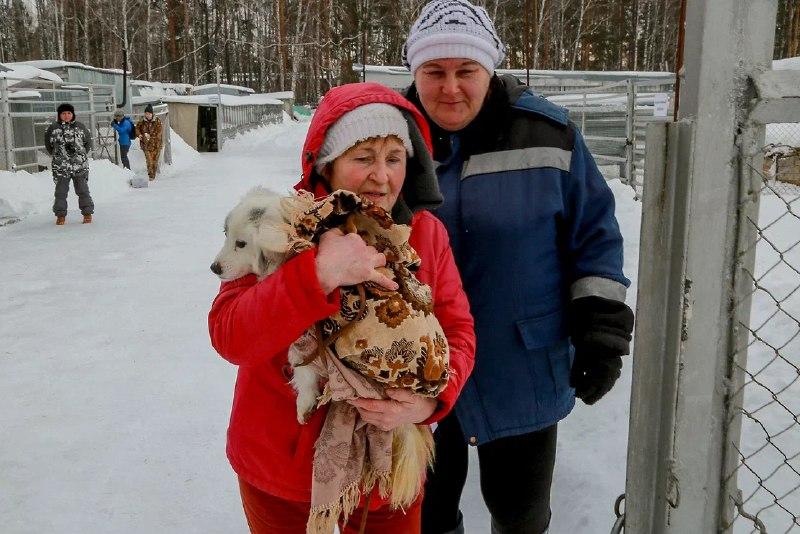 Фото Жители Новосибирска забрали пять собак из приюта Академгородка 5