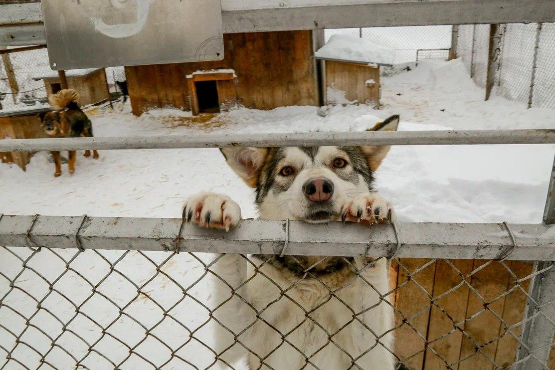 Фото Жители Новосибирска забрали пять собак из приюта Академгородка 2