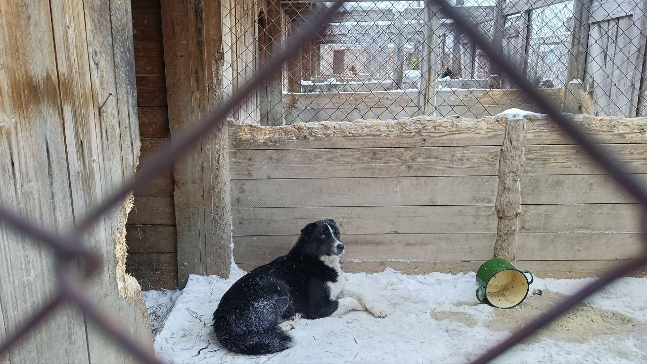 Приют для собак в новосибирске