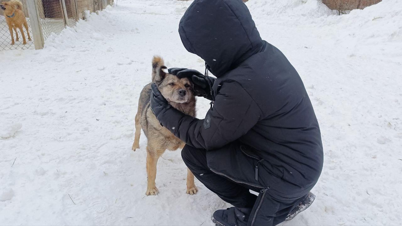 Собаки жили