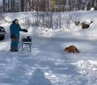 Фото Хитрая лисица, утащившая сразу несколько рыб, была замечена в Искитимском районе под Новосибирском 2 - Сиб.ФМ Фото Хитрая лисица, утащившая сразу несколько рыб, была замечена в Искитимском районе под Новосибирском 2