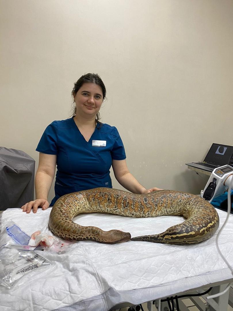 Фото В Новосибирске стоматологи вырвали зуб гигантскому питону 2 - Сиб.ФМ Фото В Новосибирске стоматологи вырвали зуб гигантскому питону 2
