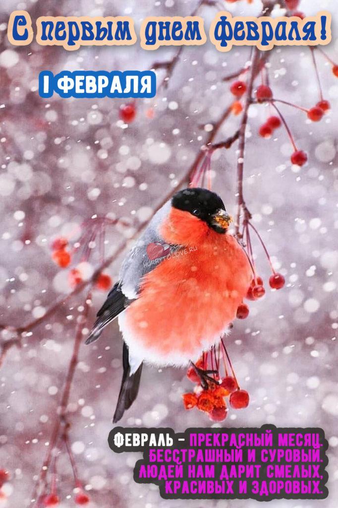 Фото С первым днем февраля: картинки и открытки к последнему месяцу зимы 2