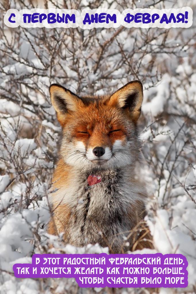 Фото С первым днем февраля: картинки и открытки к последнему месяцу зимы 14