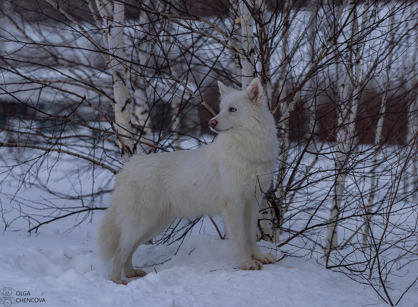 Фото В новосибирском поселке Кольцово прошёл «Рождественский заезд — 2026» на собачьих упряжках 3
