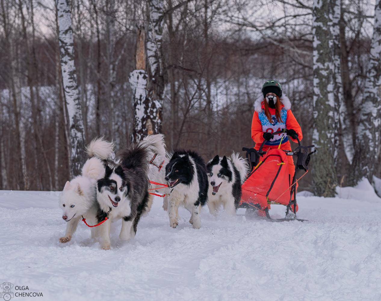 Фото В новосибирском поселке Кольцово прошёл «Рождественский заезд — 2026» на собачьих упряжках 2